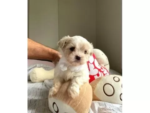 A Kalite Maltipoo Bebeklerimiz