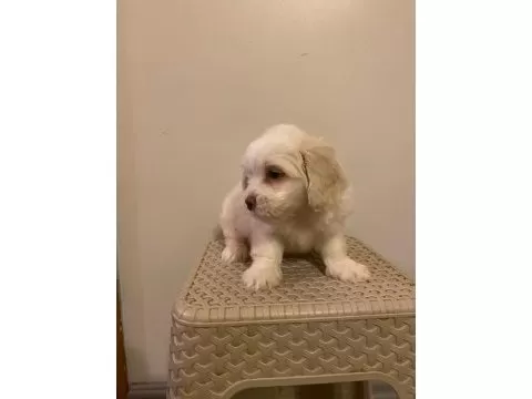 Minnak Bebeklerimiz
