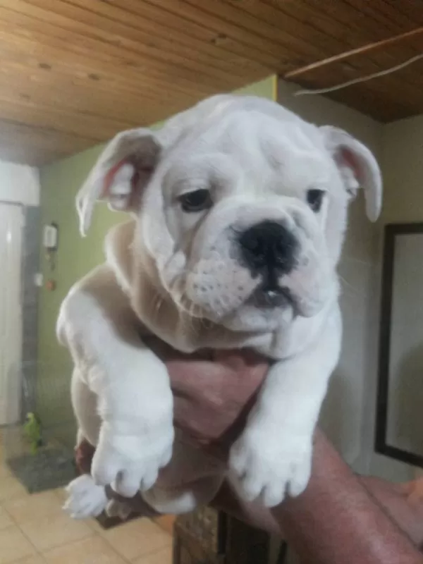 İngiliz Bulldog Yavruları