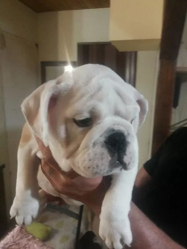 İngiliz Bulldog Yavruları