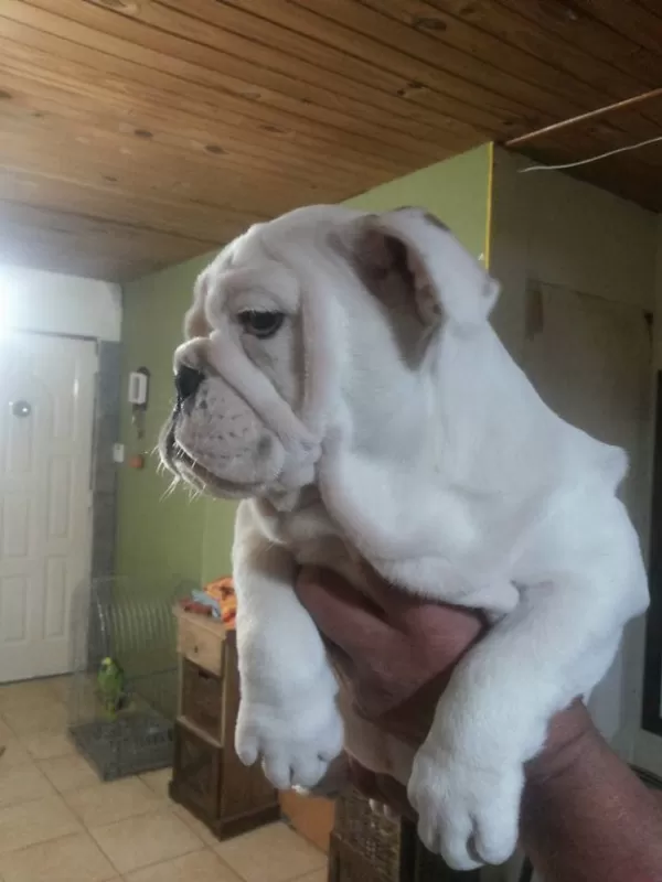 İngiliz Bulldog Yavruları