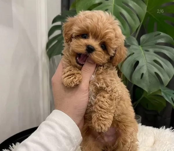 Oyuncu Ve Sosyal Maltipoo Bebekler