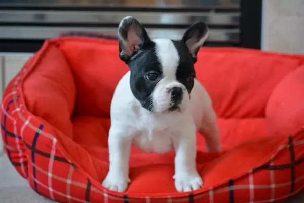 French Bulldog Yavruları