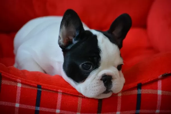 French Bulldog Yavruları