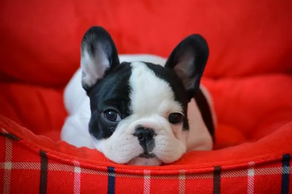 French Bulldog Yavruları