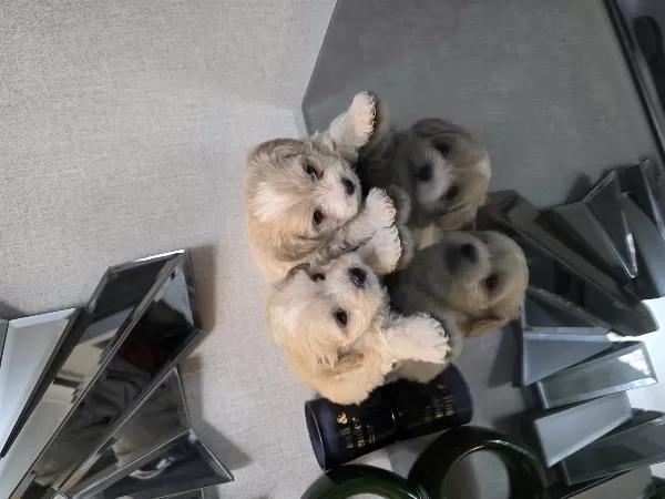 Çok Büyümeyen Minyatür Minnaklarım