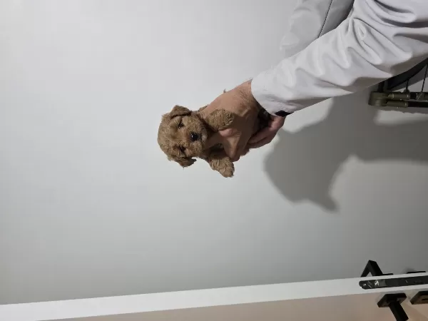Çok Büyümeyen Minyatür Minnaklarım