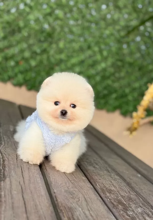 Sağlıklı Ve Neşeli Pomeranian Boo