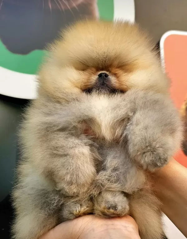 Oyuncu Ve Neşeli Pomeranian