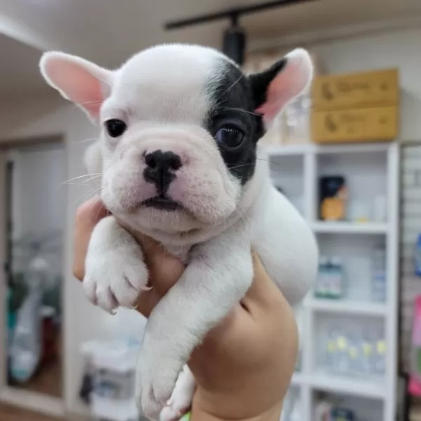 French Bulldog Yavruları