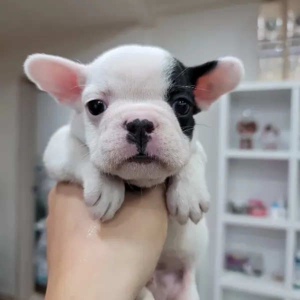 French Bulldog Yavruları