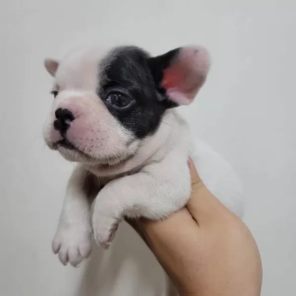 French Bulldog Yavruları