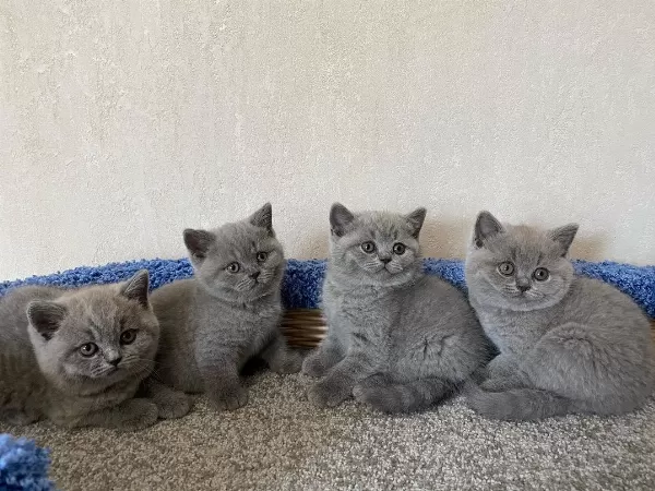British Shorthair Yavruları
