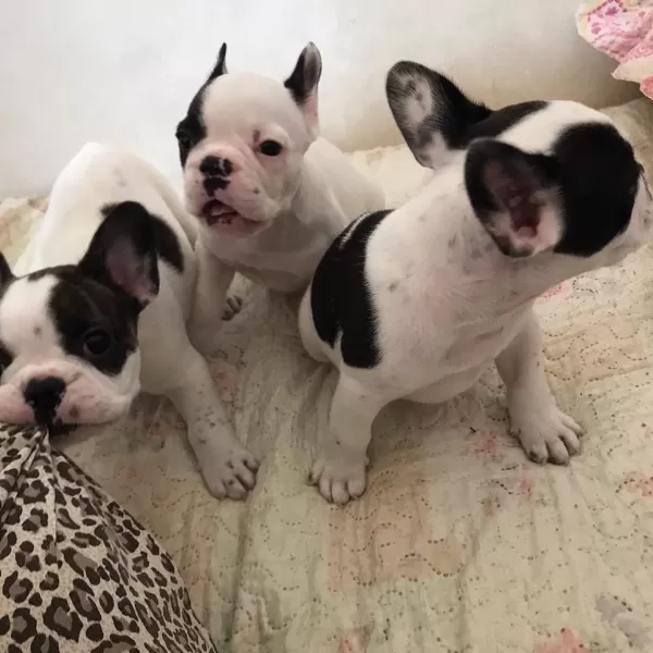 French Bulldog Yavruları