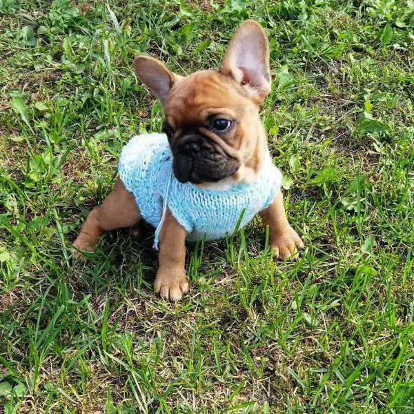 French Bulldog Yavruları