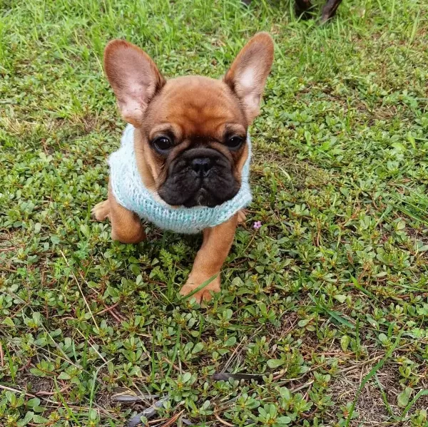 French Bulldog Yavruları