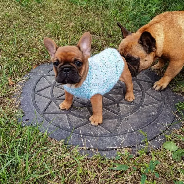 French Bulldog Yavruları