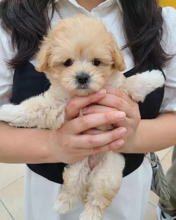 Irk Garantili Maltipoo Yavruları