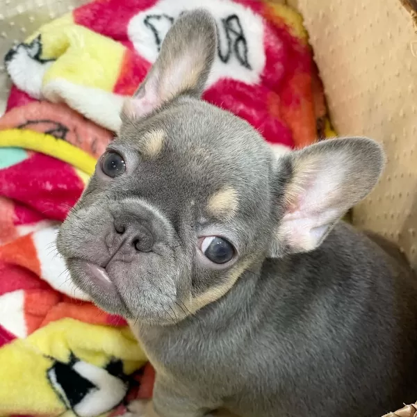 Lilac Tan French Bulldog Yavruları
