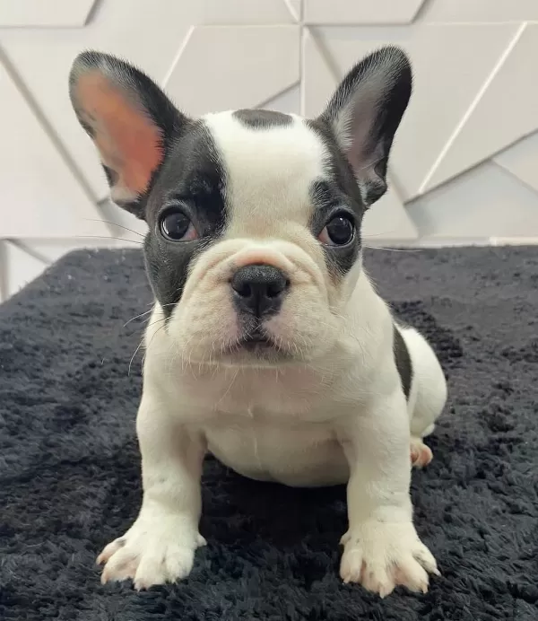French Bulldog Yavruları