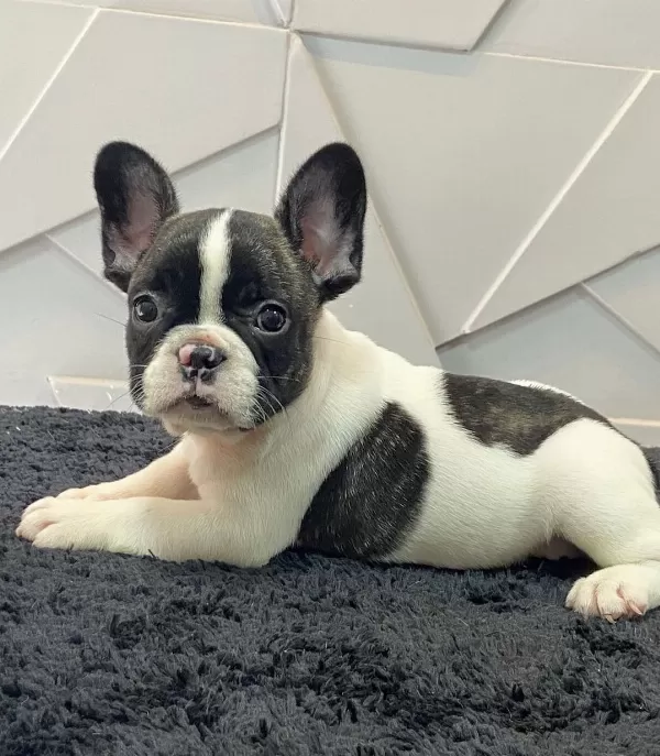 French Bulldog Yavruları