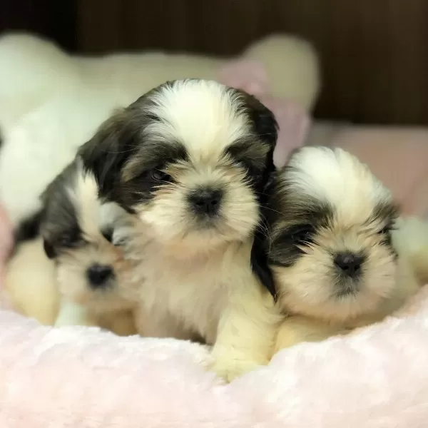 Irk Garantili Shih Tzu Yavruları