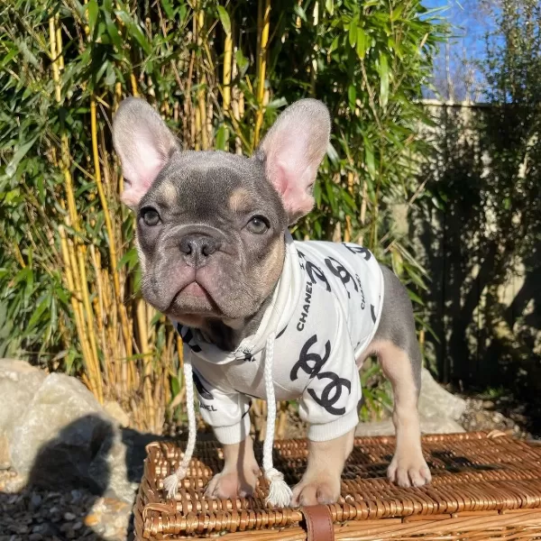 Lilac Tan French Bulldog Yavruları