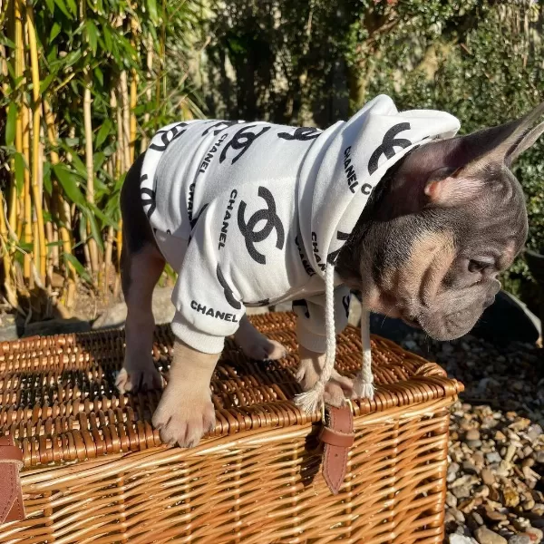 Lilac Tan French Bulldog Yavruları
