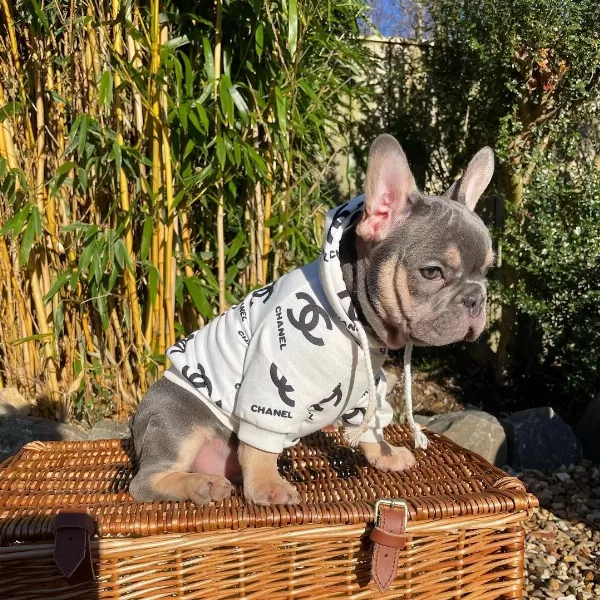 Lilac Tan French Bulldog Yavruları