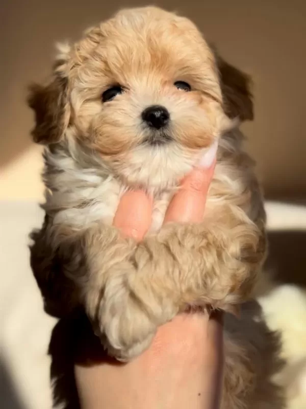 Safkan Görünümlü Maltipoo