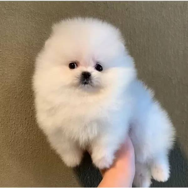 Teddy Bear Pomeranian Yavruları