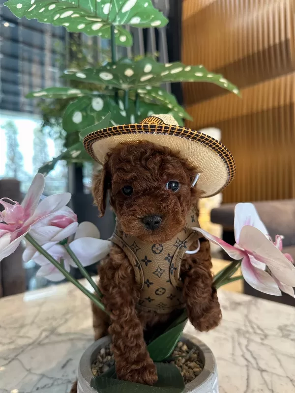 Mini Poodle Lar Yeni Yuvasını Arıyor