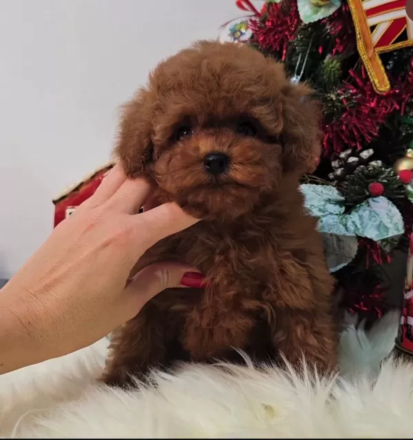 Kıvırcık Tüylü Poodle Yavruları