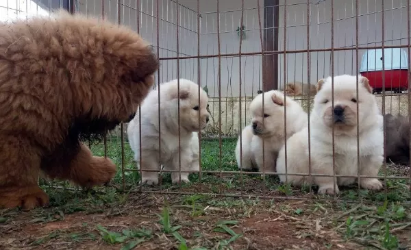 Pofuduk Chow Chow Yavruları