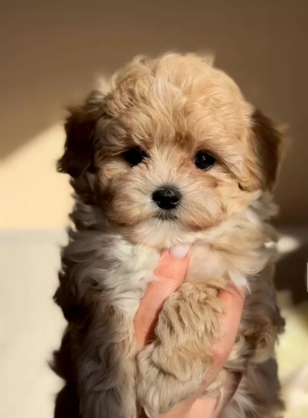 Safkan Görünümlü Maltipoo
