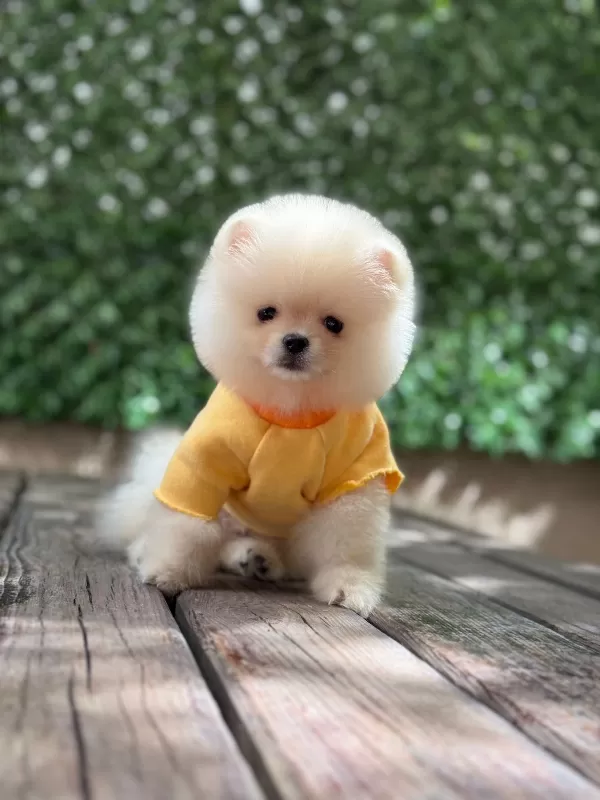 Show Kalite Pomeranian Boo Bebekler