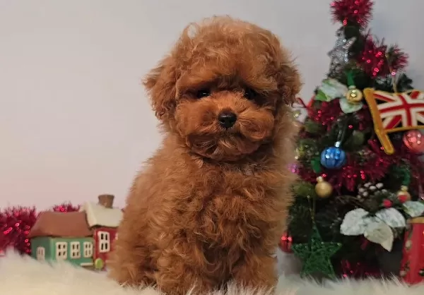 Mikro Boy Toy Poodle Yavruları