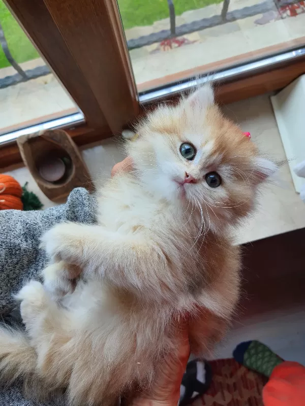 Saf Kan Şecereli Golden British Longhair (Wcf Kayıtlı)