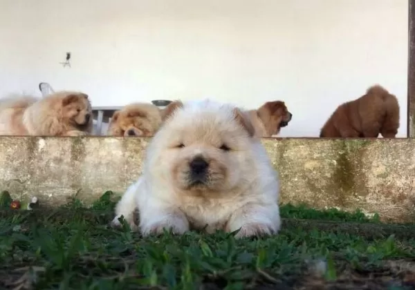 Pofuduk Chow Chow Yavruları