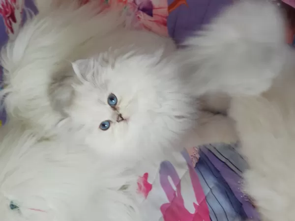 Show Bebekler  British Longhair Silver