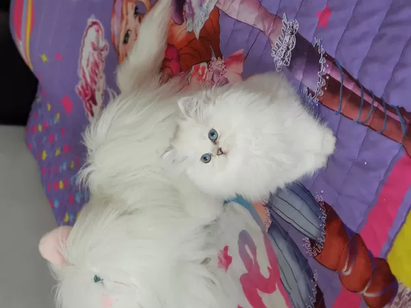 Show Bebekler  British Longhair Silver