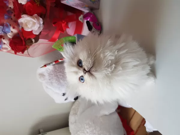 Show Bebekler  British Longhair Silver