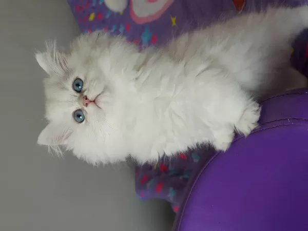 Show Bebekler British Longhair Silver