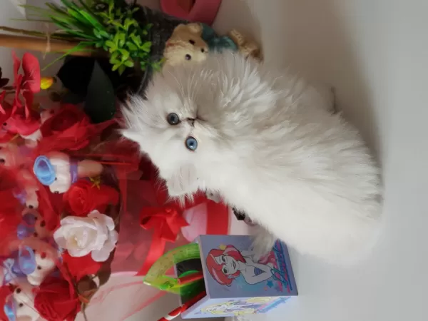 Show Bebekler  British Longhair Silver