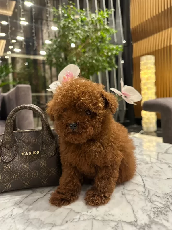Teddy Face Mini Toy Poodle Yavru