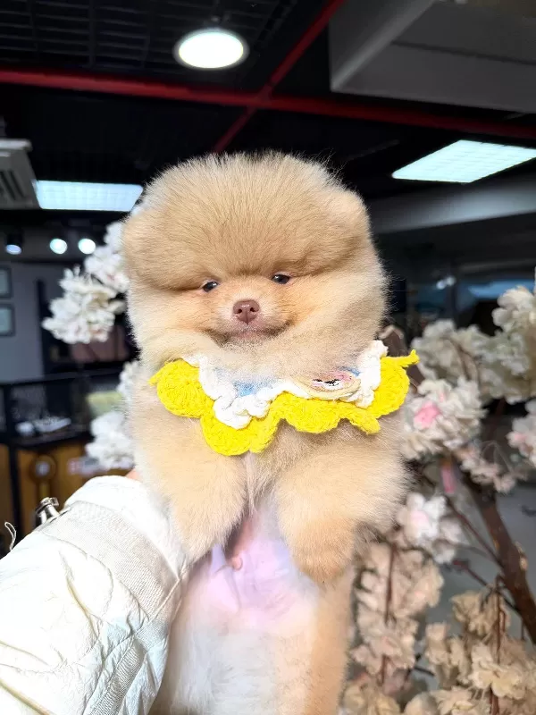 Aile Uyumlu Pomeranian Boo Yavruları