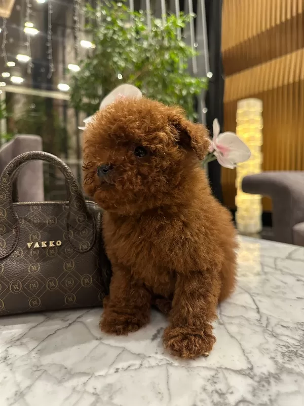 Teddy Face Mini Toy Poodle Yavru