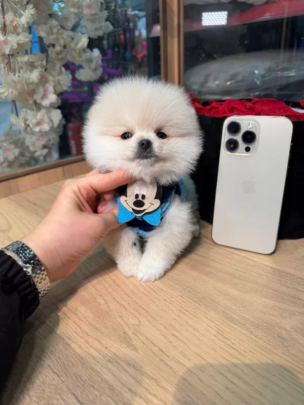 Minik Pomeranian Boo Yavrular