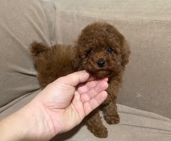 Mini Toy Poodle Lar
