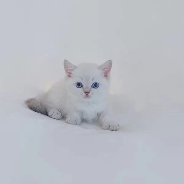 British Shorthair Yavruları